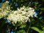ČERNÝ BEZ - SAMBUCUS NIGRA
