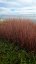 CAREX RED ROOSTER