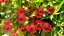 HELENIUM MARIACHI SIESTA
