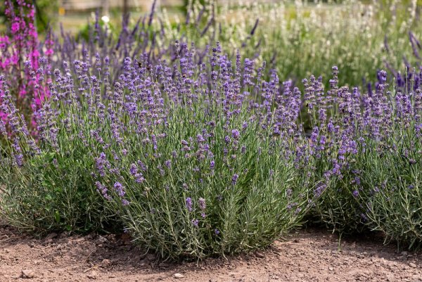 LAVANDULA ANGUSTIFOLIA - LEVANDULE LÉKAŘSKÁ - MUNSTEAD BLUE