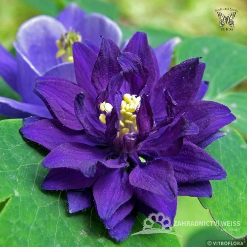 ORLÍČEK - AQUILEGIA VULGARIS BLUE BARLOW