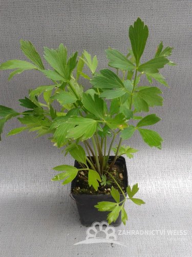 LIBEČEK LÉKAŘSKÝ - LEVISTICUM OFFICINALE