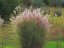 OZDOBNICE ČÍNSKÁ - MISCANTHUS SINENSIS "FERNER OSTEN"