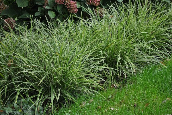 OSTŘICE JAPONSKÁ - CAREX MORROWII „ICE DANCE“