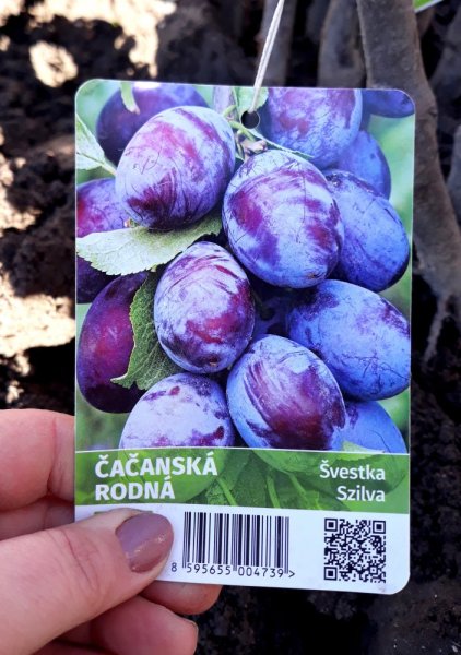 ŠVESTKA - ČAČANSKÁ RODNÁ