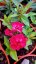 PHLOX PANICULATA - FLAME WATERMELON ®