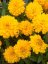 KRÁSNOOČKO - COREOPSIS GRAN. SOLANNA GOLDEN SPHERE