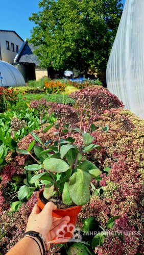 SEDUM TELEPHIUM MR GOODBUD