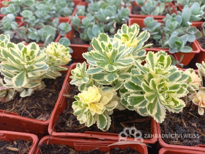 SEDUM TAKESIMENSE ATLANTIS