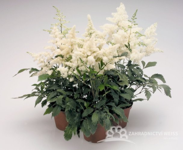ASTILBE - ČECHRAVA ASTARY WHITE
