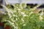 SRDCOVKA NÁDHERNÁ - DICENTRA SPECTABILIS ALBA