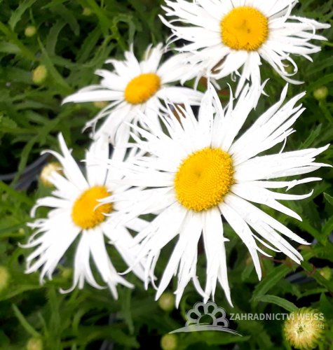 LEUCANTHEMUM MAXIMUM "SWEET DAISY CHER" - KOPRETINA VELKOKVĚTÁ