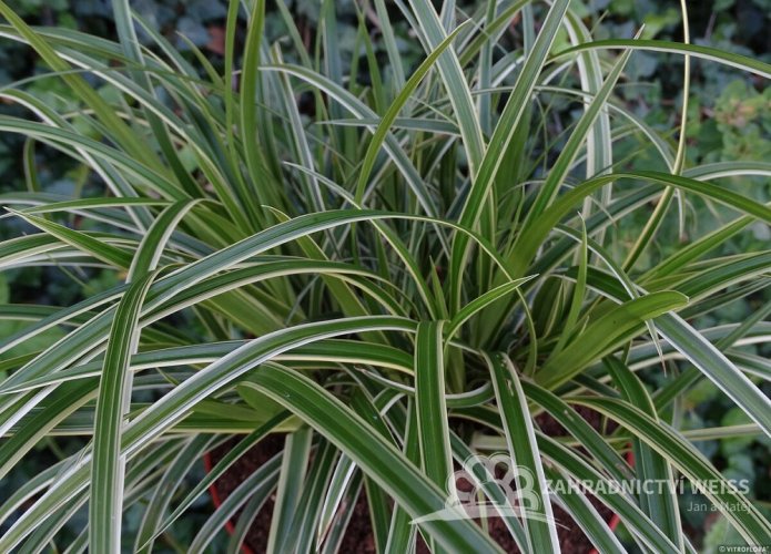 OSTŘICE JAPONSKÁ - CAREX MORROWII „ICE DANCE“