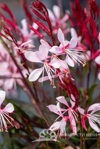 GAURA LINDHEIMERI - GRACEFUL LIGHT PINK