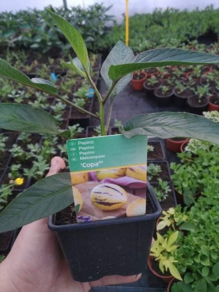 PEPINO GOLD - SOLANUM MURICATUM
