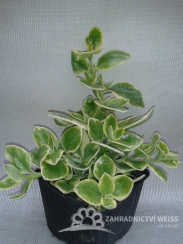 APTENIA CORDIFOLIA - KOSMATEC - MEZOO