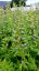 DELPHINIUM CULTORUM DELPHINITY F1 BLUE