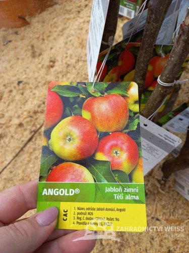 JABLOŇ – ANGLOD – ZIMNÍ
