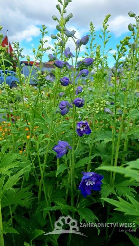 DELPHINIUM CULTORUM DELPHINITY F1 BLUE