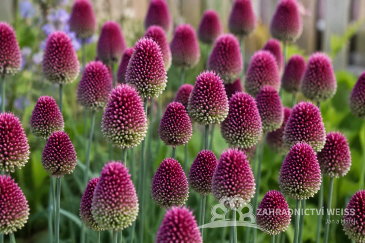 ČESNEK KULATOHLAVÝ – ALLIUM SPHAEROCEPHALON