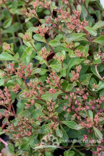 SEDUM SPURIUM SCHORBUSER BLUT