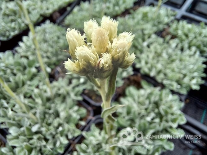 KOCIÁNEK - ANTENNARIA DIOICA ALBA