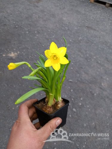NARCISY