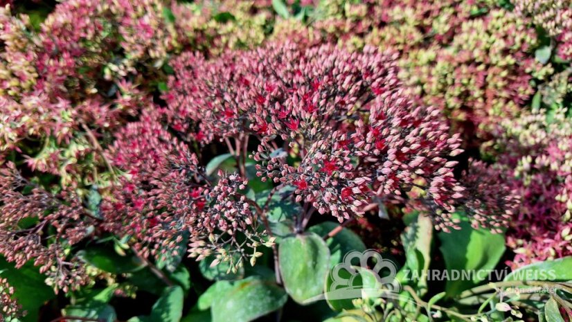 SEDUM TELEPHIUM MR GOODBUD