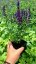 ŠALVĚJ HAJNÍ - SALVIA NEMOROSA MIDNIGHT PURPLE