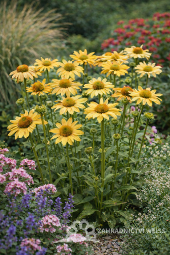 ECHINACEA PURPUREA  MELLOW YELLOWS