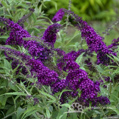 MOTÝLÍ KEŘ - BUDDLEJA MAGENTA MUNSHKIN
