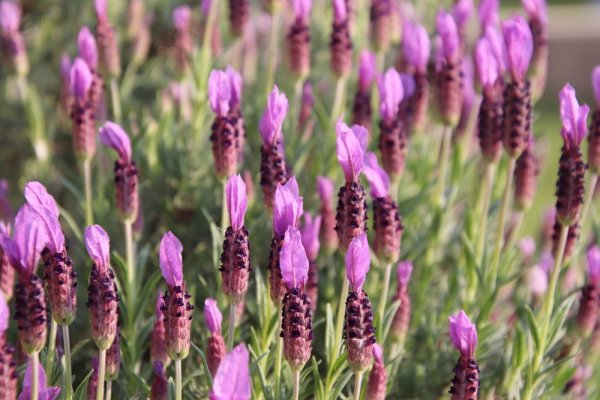 LEVANDULE KORUNKOVÁ - LAVANDULA STOECHAS PAPILLON