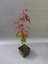 JAVOR ČERVENÝ - ACER RUBRUM