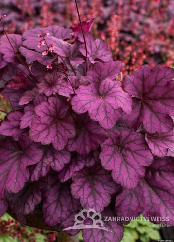 HEUCHERA WILD ROSE
