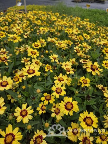 COREOPSIS GRANDIFLORA UPTICK YELLOW & RED