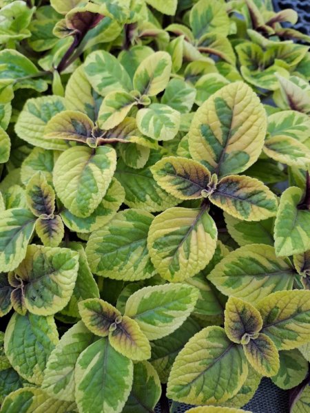 PLECTRANTHUS ŽLUTÝ