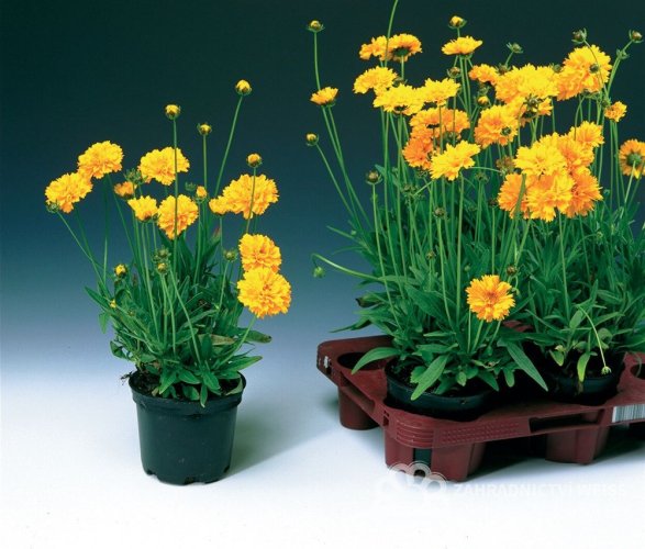 KRASNOOČKO - COREOPSIS EARLY SUNRISE