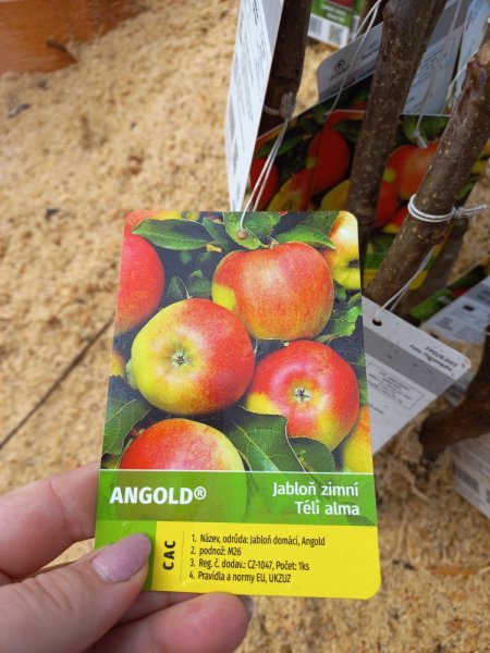 JABLOŇ – ANGLOD – ZIMNÍ