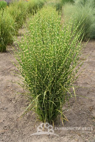MISCANTHUS SINENSIS STRICTUS