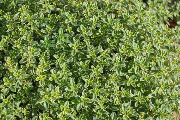 MATEŘÍDOUŠKA CITRONOVÁ - THYMUS x CITRIODORUS DOONE VALLEY