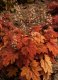HEUCHERA x HYBRIDA SWEET TEA