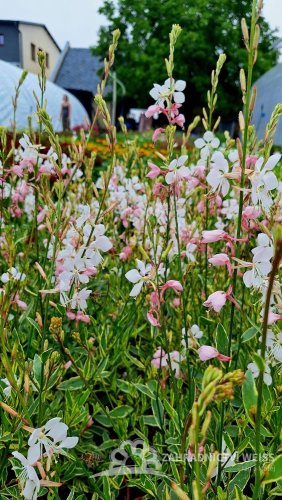 GAURA LIND. CORRIES GOLD