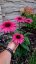 ECHINACEA SENSATION WILD ROMANCE