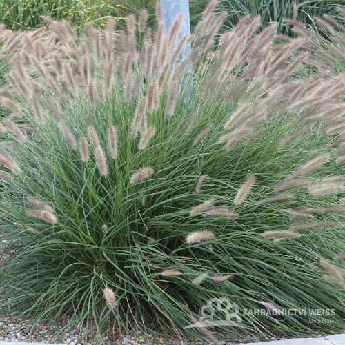 PENNISETUM ALOPECUROIDES LADY U
