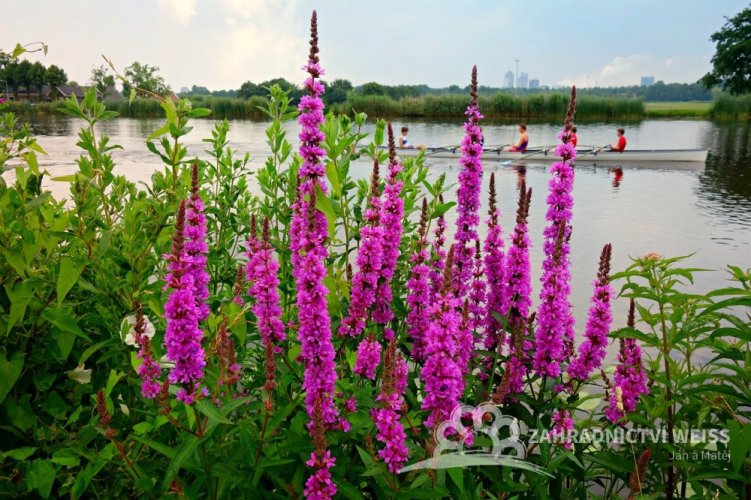 KYPREJ VRBICE - LYTHRUM SALICARIA