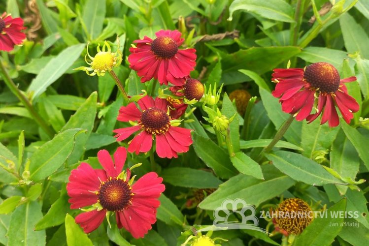 HELENIUM – HAYDAY RED