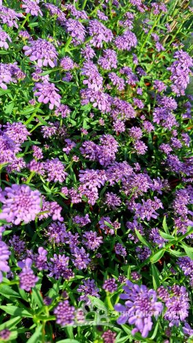 IBERKA - IBERIS MERMAID LEVANDER