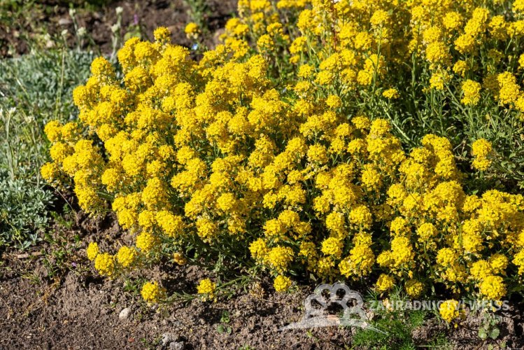 TAŘICE HORSKÁ - ALYSSUM MONTANUM GOLDEN SPRING