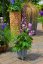 DELPHINIUM EXCALIBUR LILAC ROSE WHITE BEE