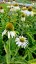 ECHINACEA PURPUREA WHITE SWAN